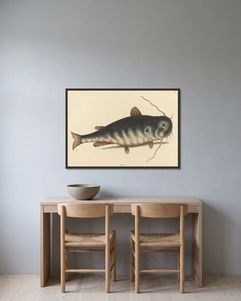 Der Katzenwels (Silurus catus) von Mark Catesby gerahmt an einer Wand
