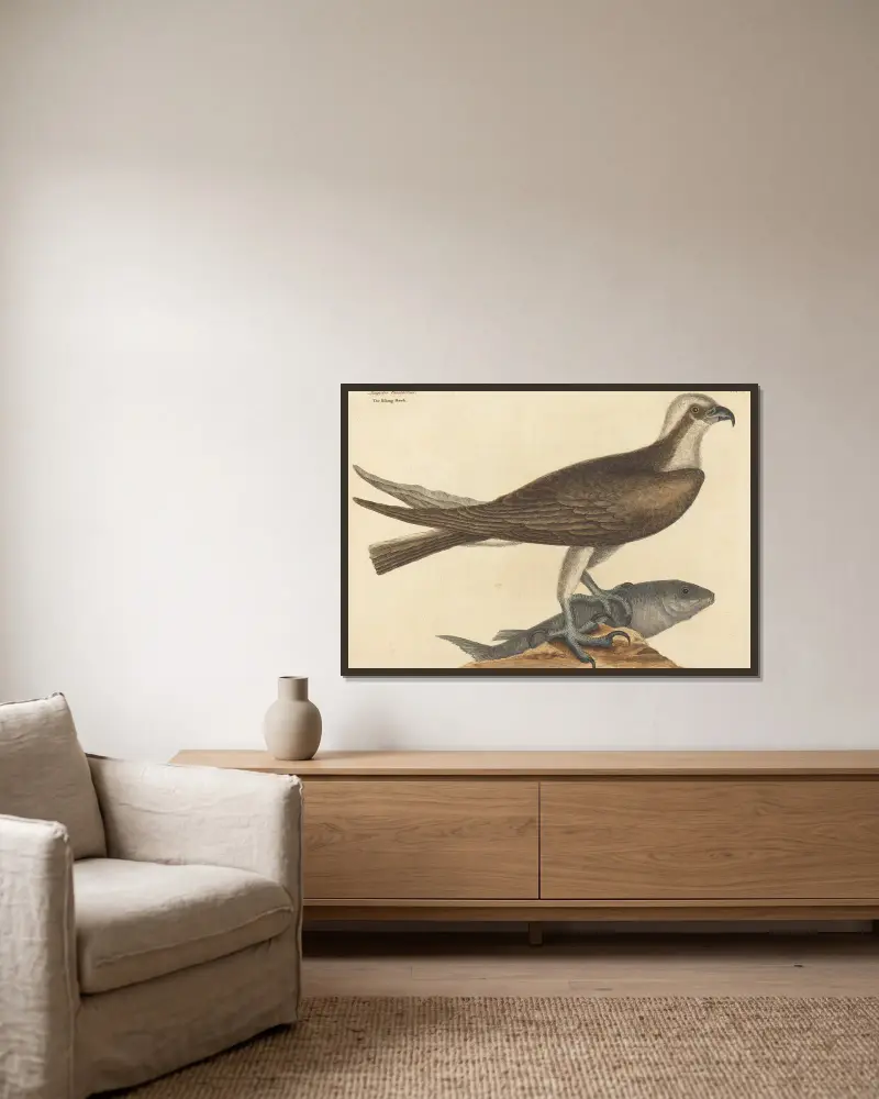Rybářský jestřáb (The Fishing Hawk), Mark Catesby v rámu na stěně