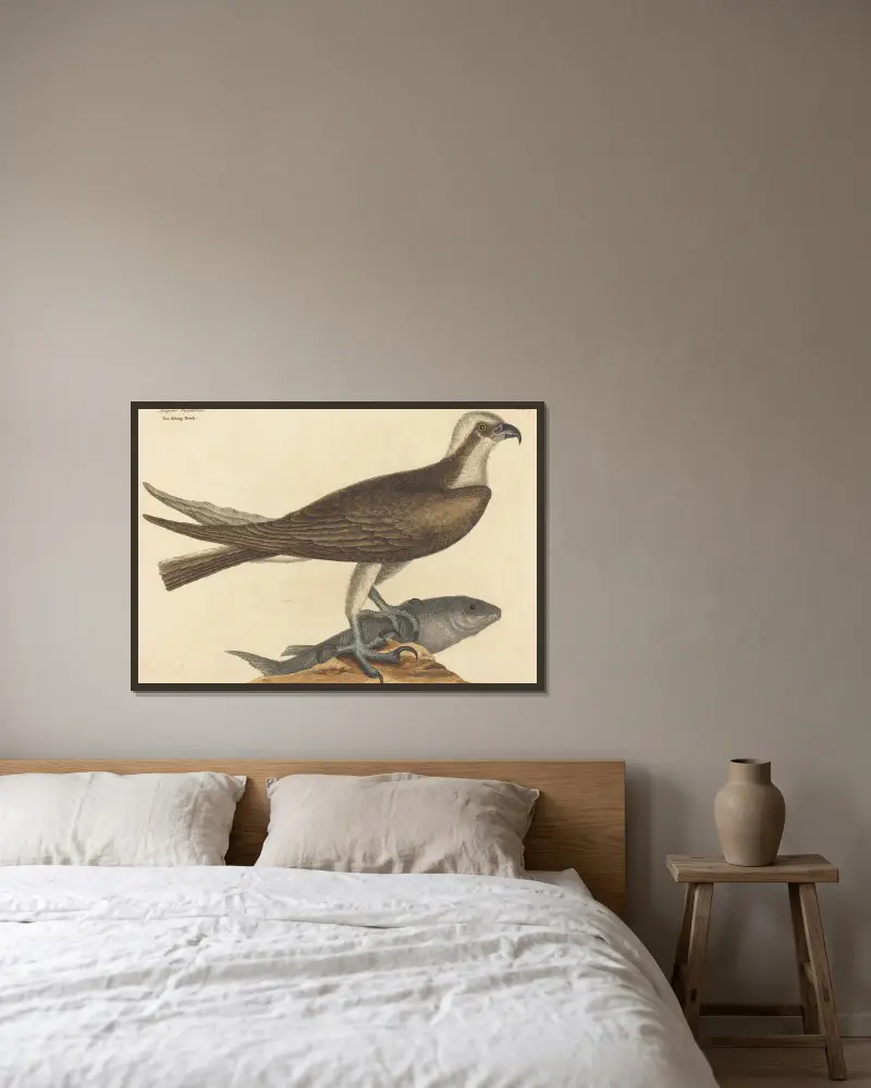 Rybářský jestřáb (The Fishing Hawk), Mark Catesby v rámu na stěně