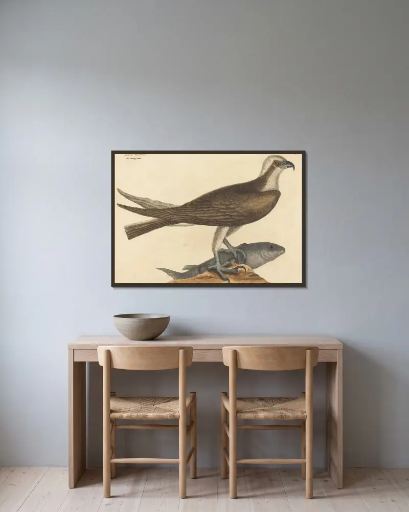 Rybářský jestřáb (The Fishing Hawk), Mark Catesby v rámu na stěně