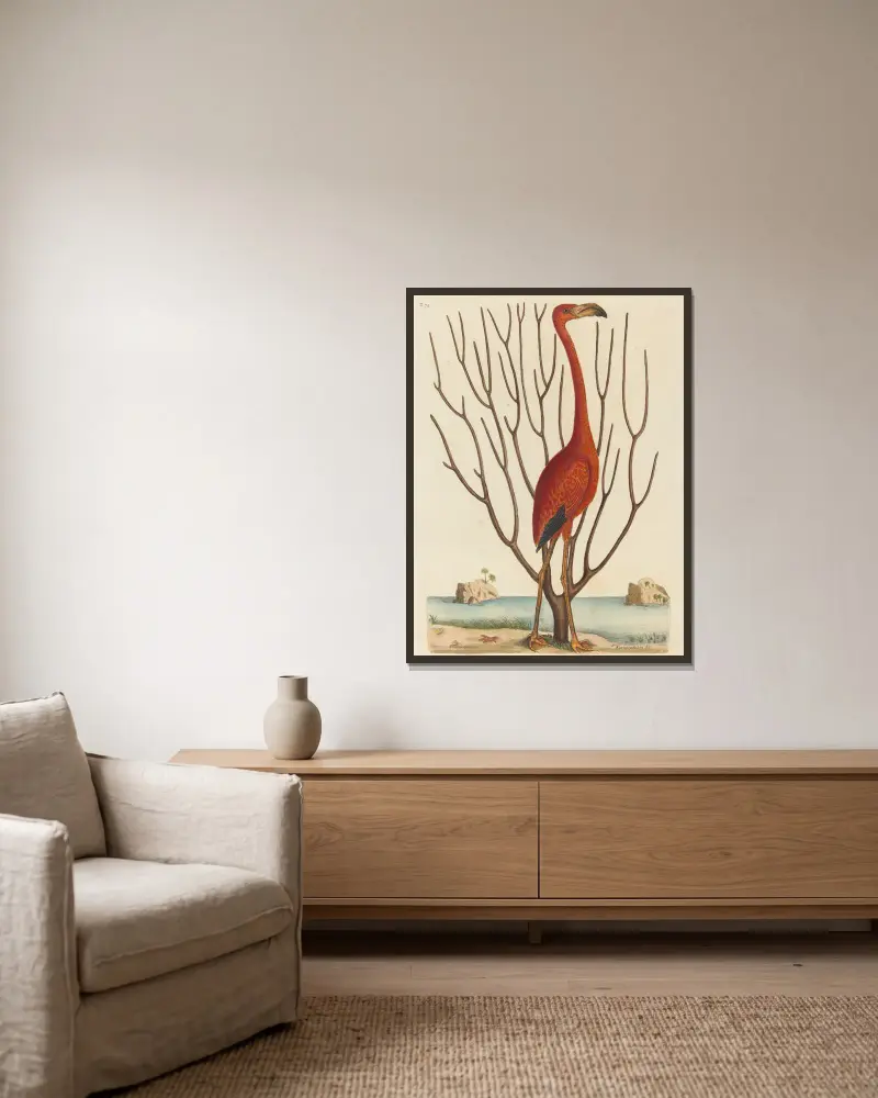 Plameňák (Phoenicopterus ruber), Mark Catesby v rámu na stěně