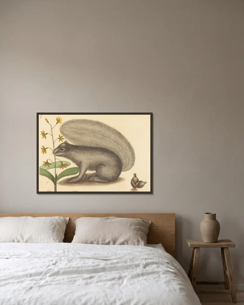 Šedá liščí veverka (Sciurus cinereus), Mark Catesby v rámu na stěně