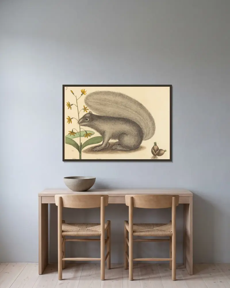 Šedá liščí veverka (Sciurus cinereus), Mark Catesby v rámu na stěně