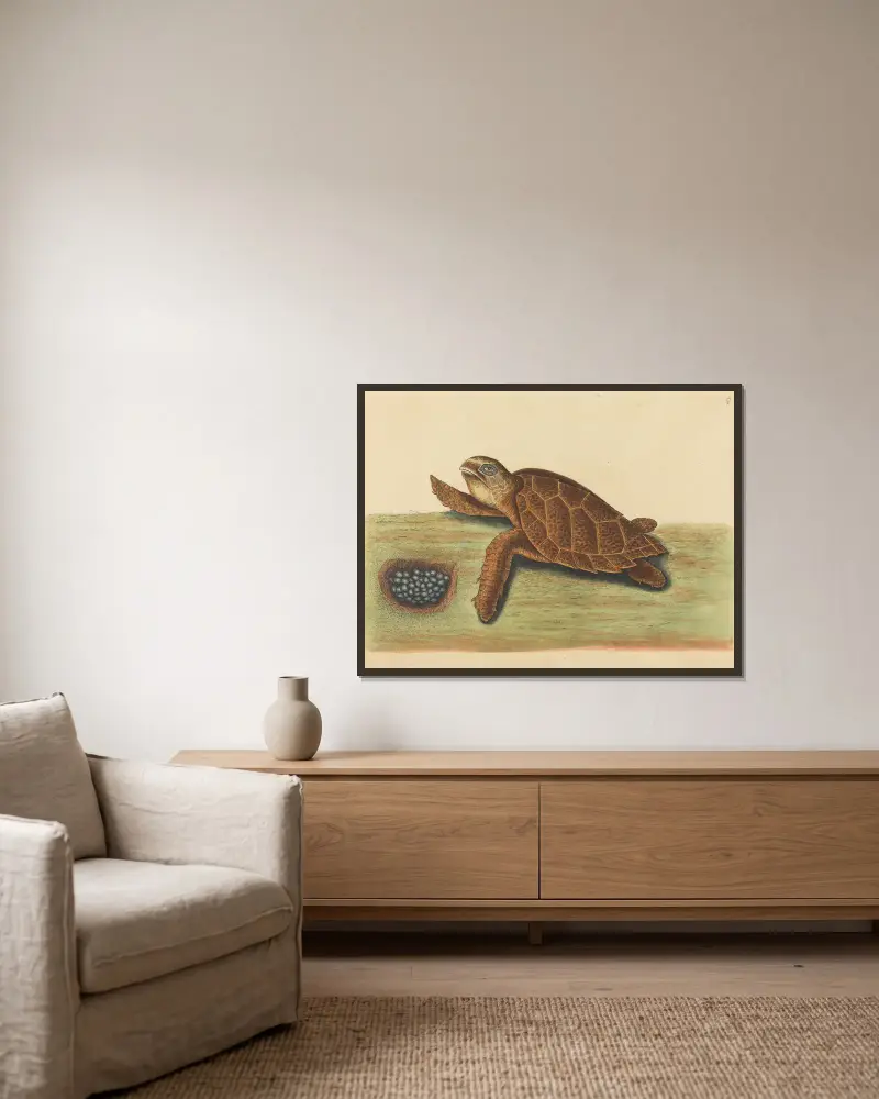 The Hawks-bill Turtle (Testudo caretta), Mark Catesby v rámu na stěně