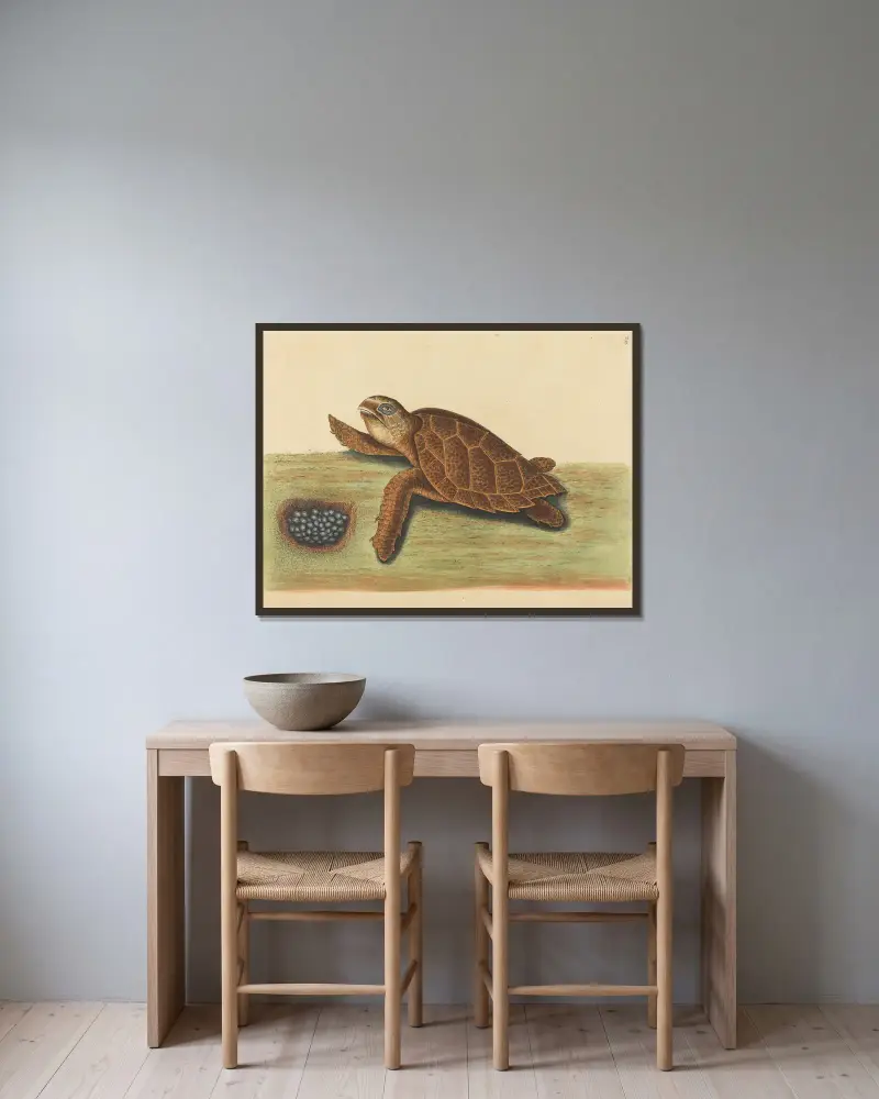 The Hawks-bill Turtle (Testudo caretta), Mark Catesby v rámu na stěně