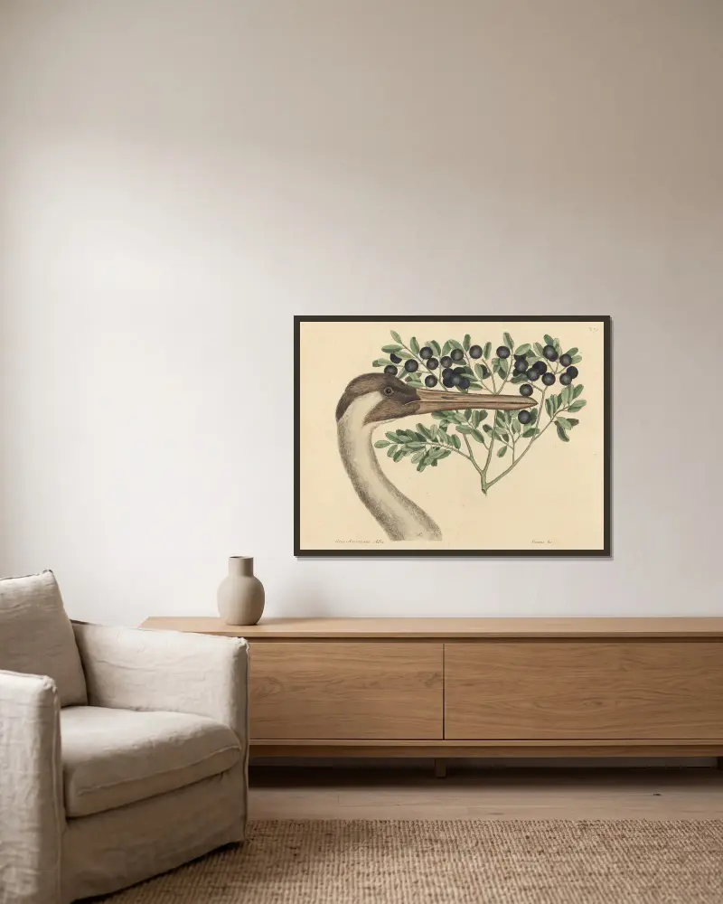 Der Schreikranich (Ardea Americana) von Mark Catesby gerahmt an einer Wand