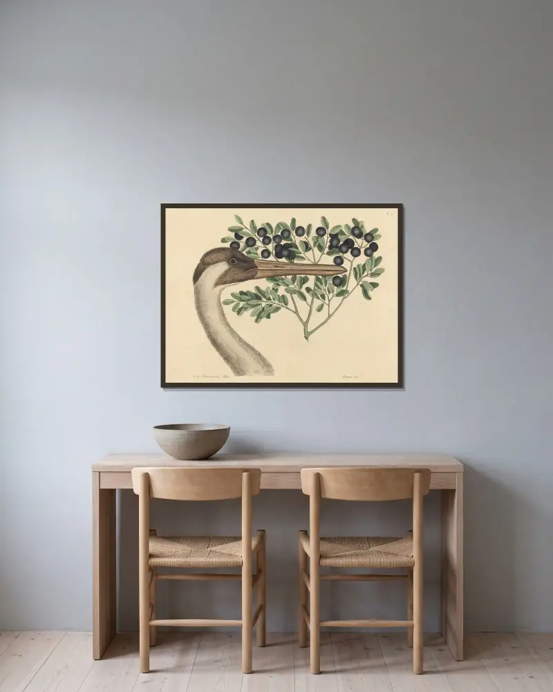 Der Schreikranich (Ardea Americana) von Mark Catesby gerahmt an einer Wand