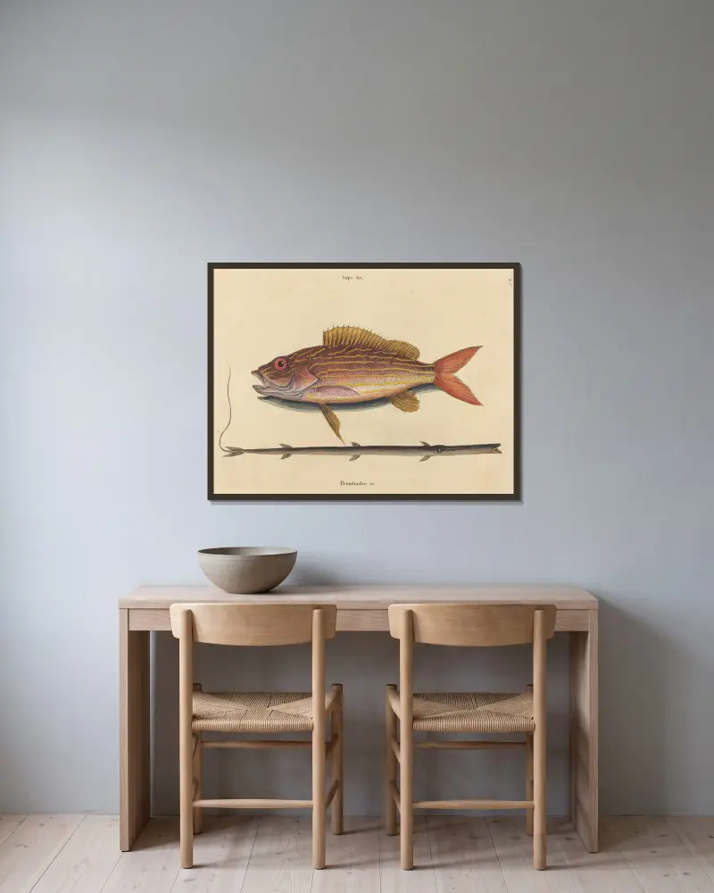 Lane-snapper (Sparus synagris), Mark Catesby v rámu na stěně