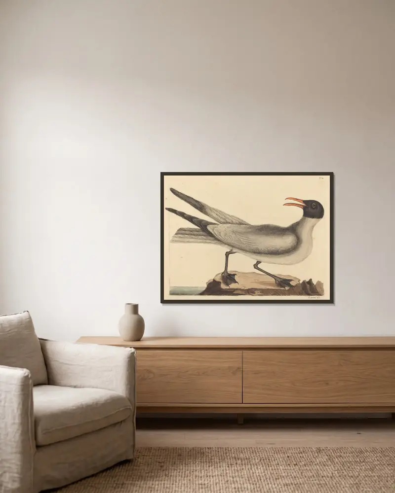 Racek smějící se (Larus atricilla), Mark Catesby v rámu na stěně