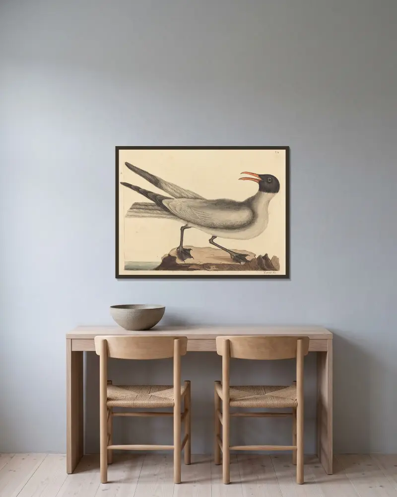 Racek smějící se (Larus atricilla), Mark Catesby v rámu na stěně