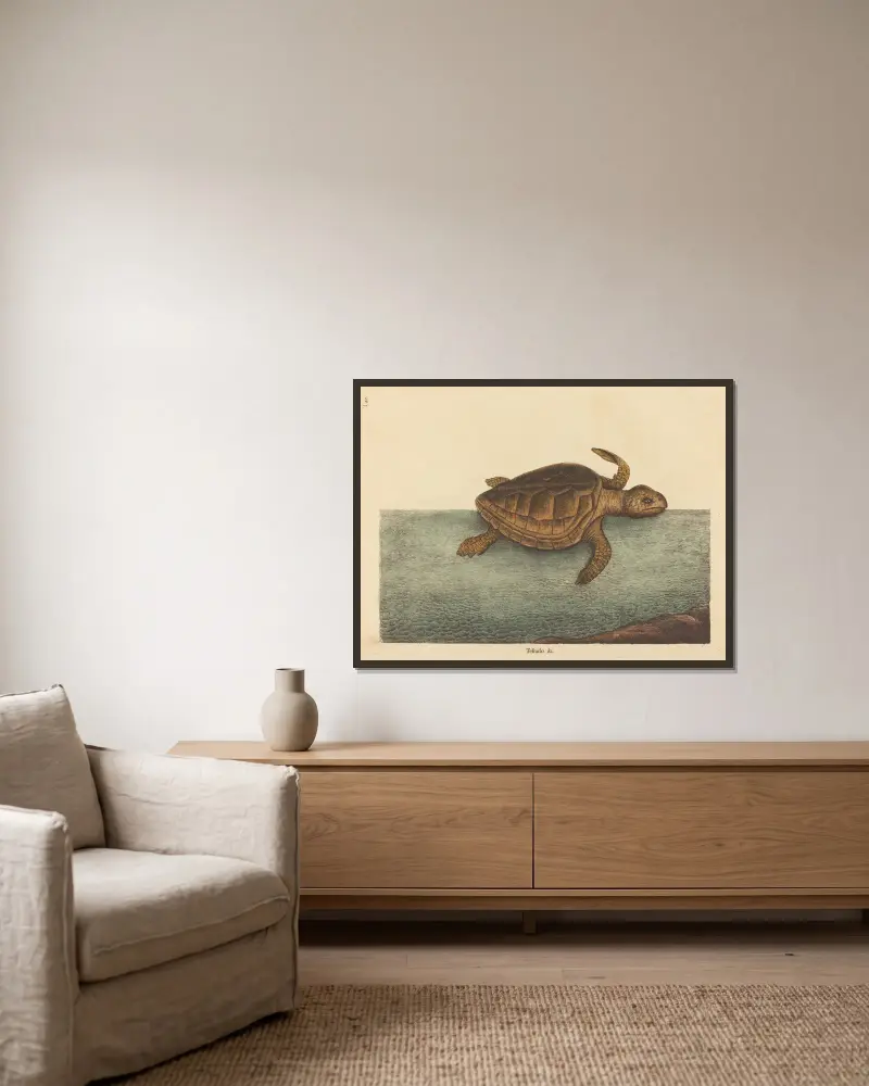 Karettsköldpaddan (Testudo Cavanna), Mark Catesby v rámu na stěně
