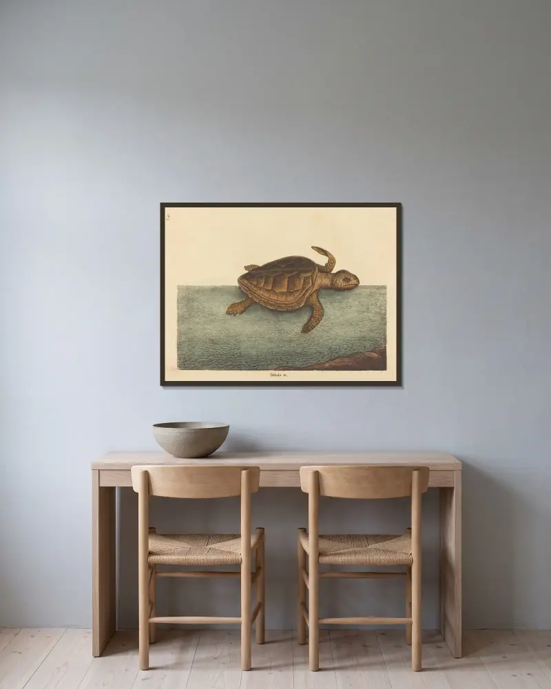 Karettsköldpaddan (Testudo Cavanna), Mark Catesby v rámu na stěně
