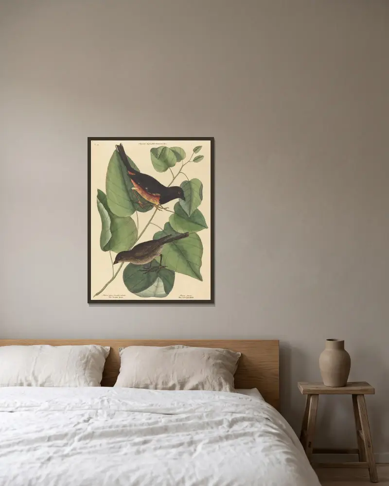 Tovhägern (Fringilla erythrophthalma), Mark Catesby v rámu na stěně