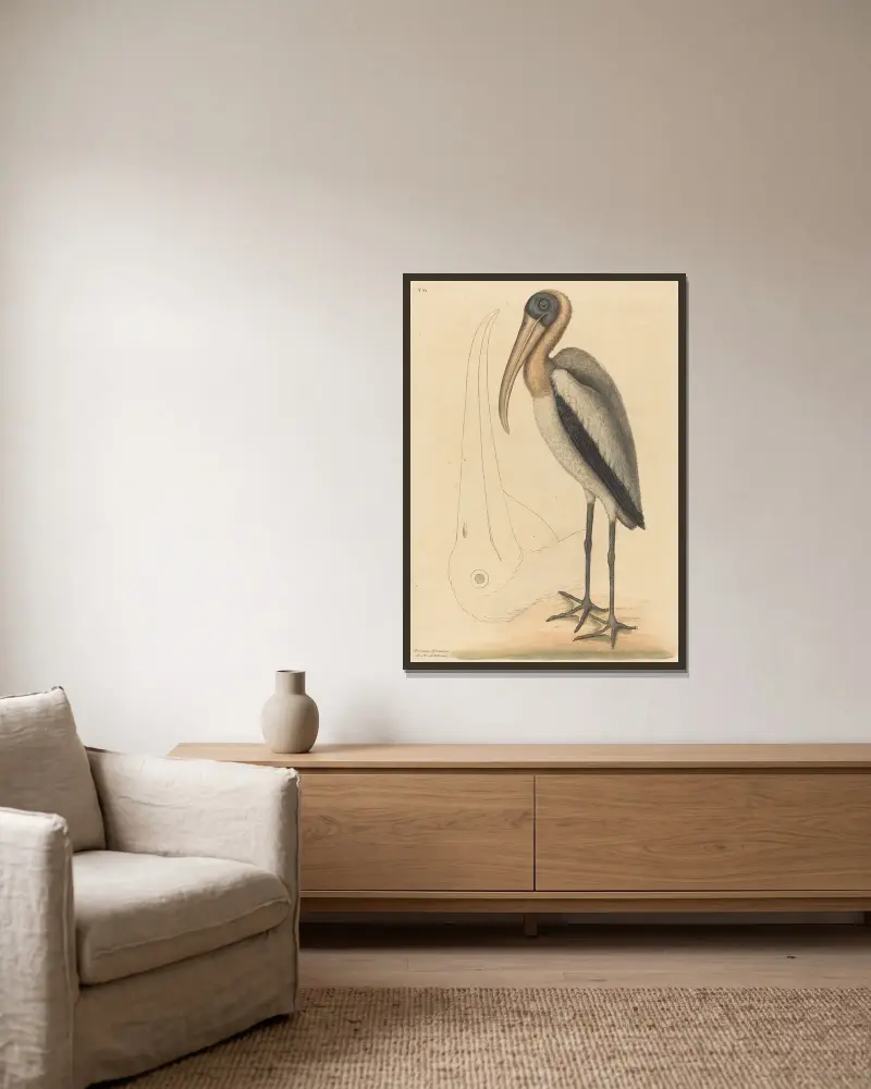 Der Waldstorch (Tantalus Loculator) von Mark Catesby gerahmt an einer Wand