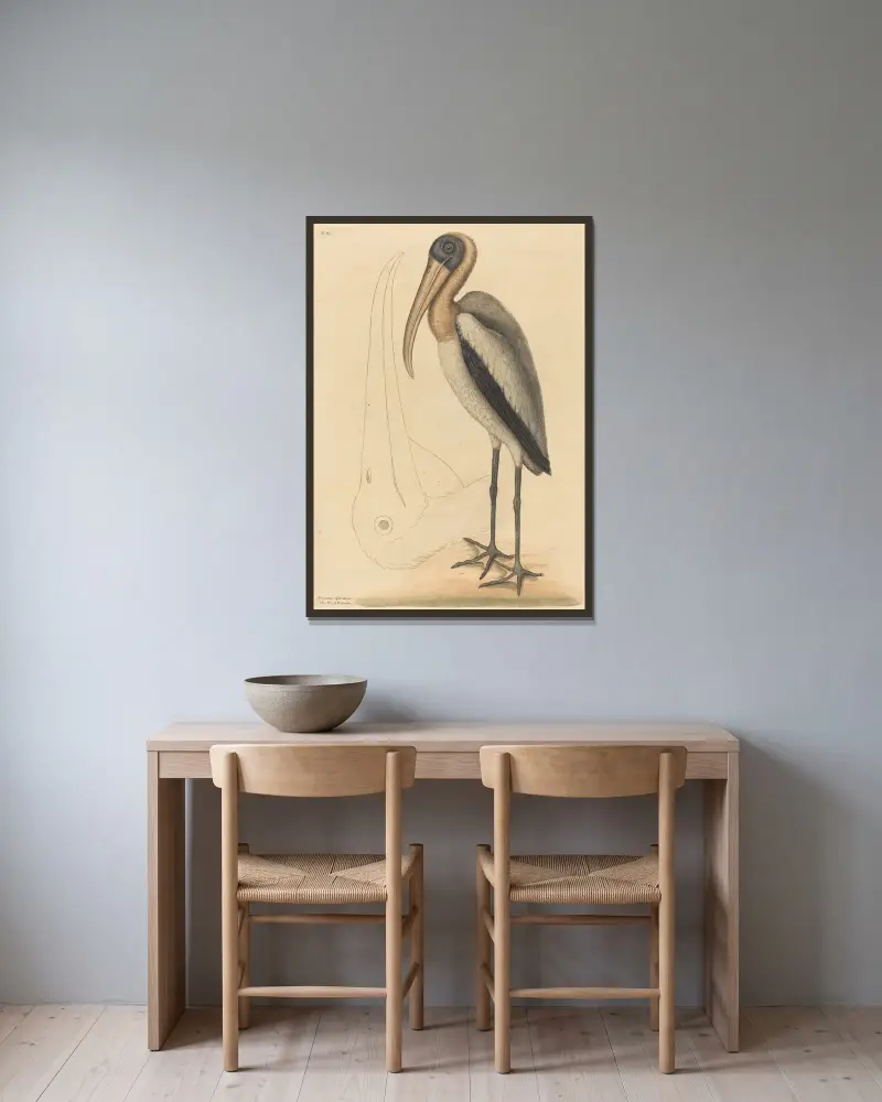 Der Waldstorch (Tantalus Loculator) von Mark Catesby gerahmt an einer Wand