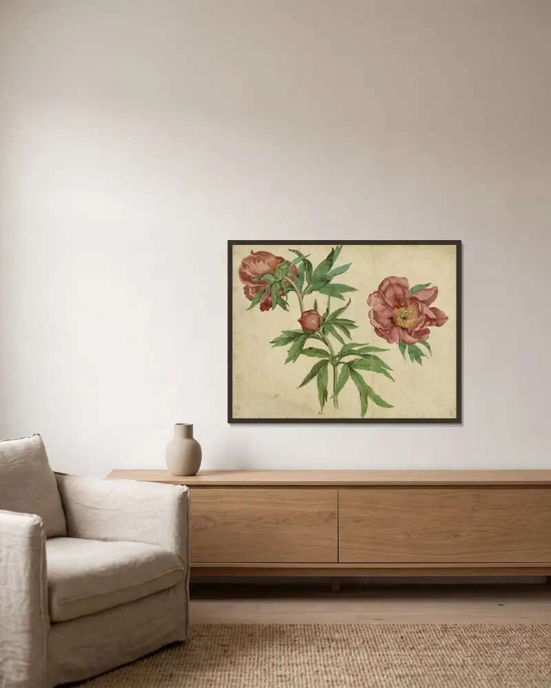 Pfingstrosenstudien von Martin Schongauer gerahmt an einer Wand
