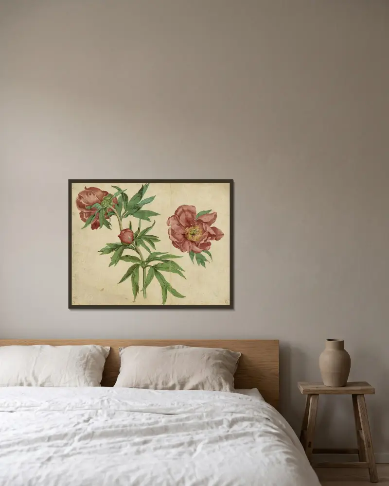 Pfingstrosenstudien von Martin Schongauer gerahmt an einer Wand