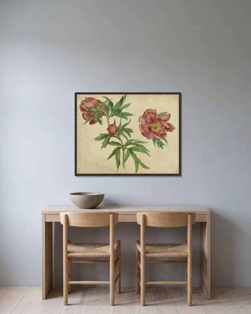 Pfingstrosenstudien von Martin Schongauer gerahmt an einer Wand