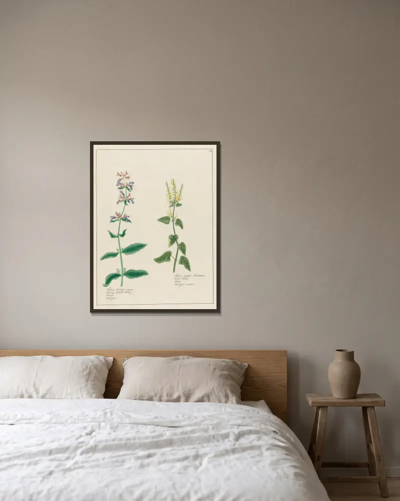 Salvia hortensis major och Salvia agrestis av Petr Martynovich Gofman inramad på en vägg