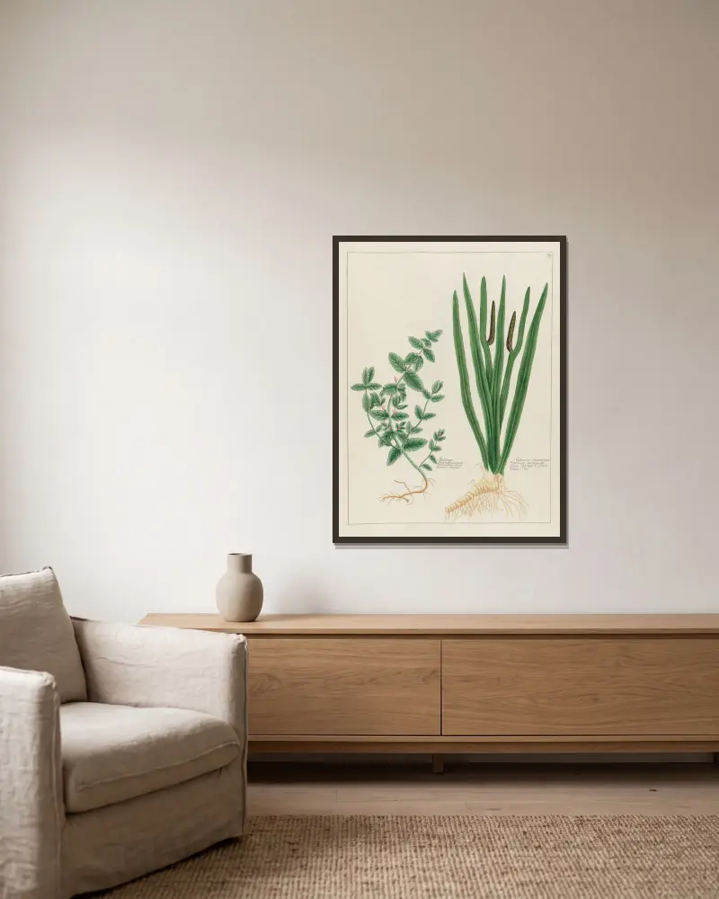 Scordium … [and] Calamus Aromaticus av Petr Martynovich Gofman inramad på en vägg