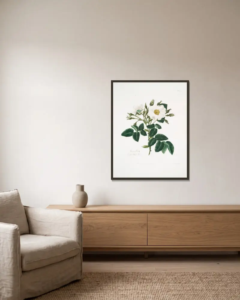 Rosa alba2, Mary Lawrance w ramie na ścianie