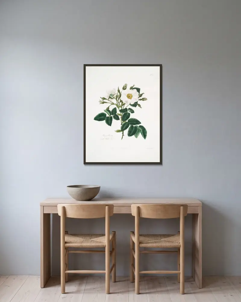 Rosa alba2, Mary Lawrance w ramie na ścianie