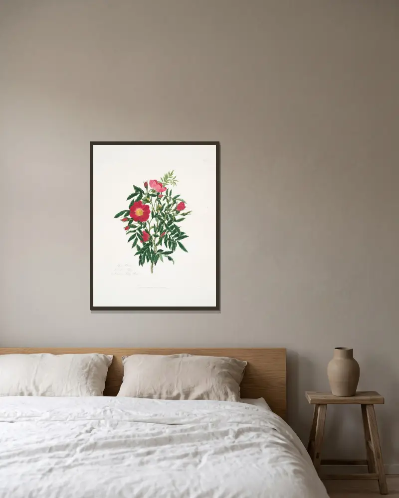 Rosa blanda, Mary Lawrance w ramie na ścianie