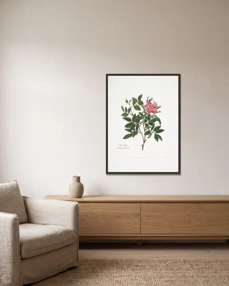 Rosa cardina von Mary Lawrance gerahmt an einer Wand