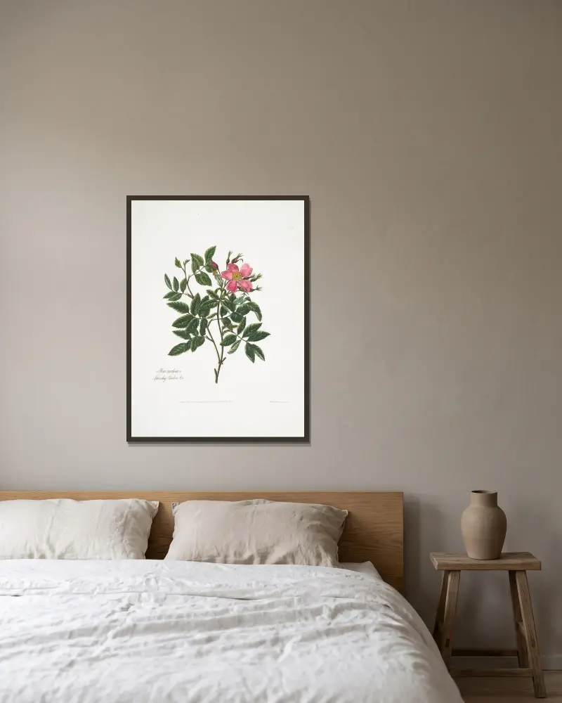 Rosa cardina von Mary Lawrance gerahmt an einer Wand