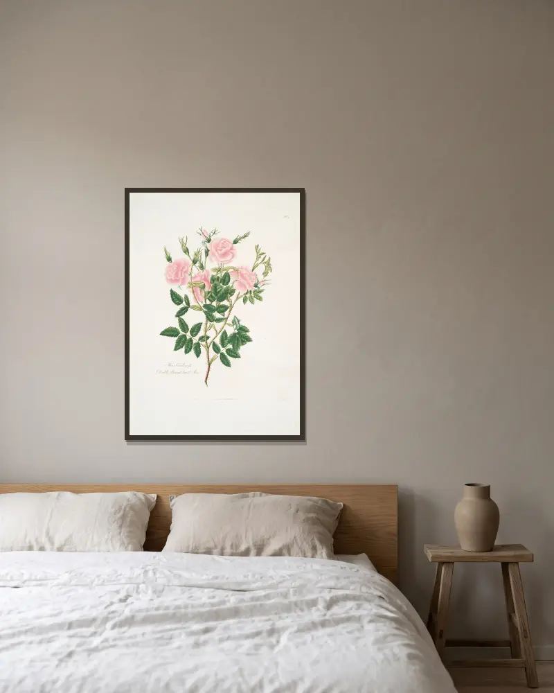 Rosa Carolina av Mary Lawrance inramad på en vägg