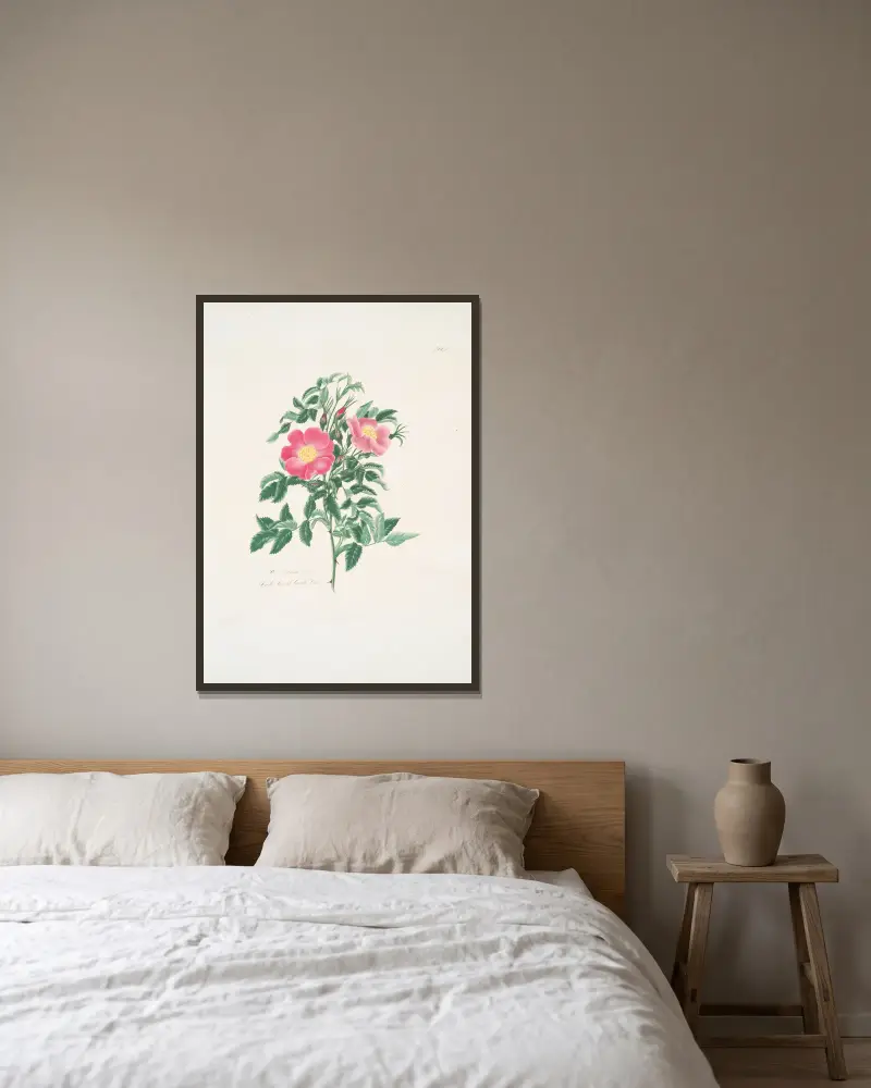 Rosa carolina2 av Mary Lawrance inramad på en vägg