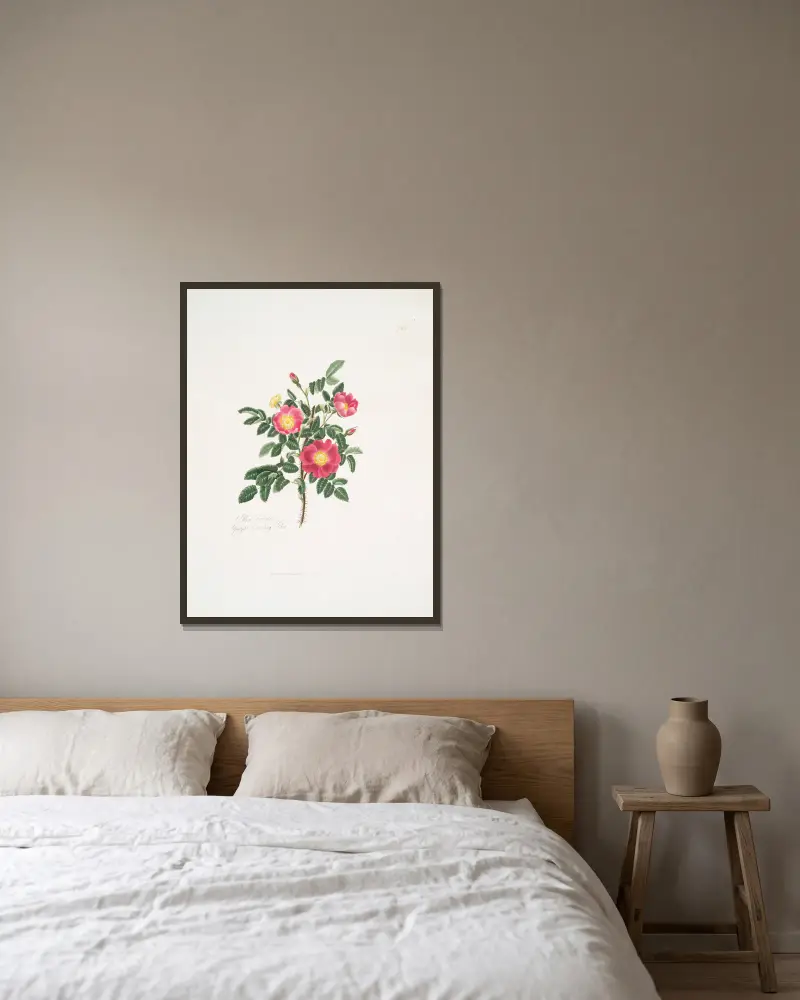 Rosa carolina3 av Mary Lawrance inramad på en vägg