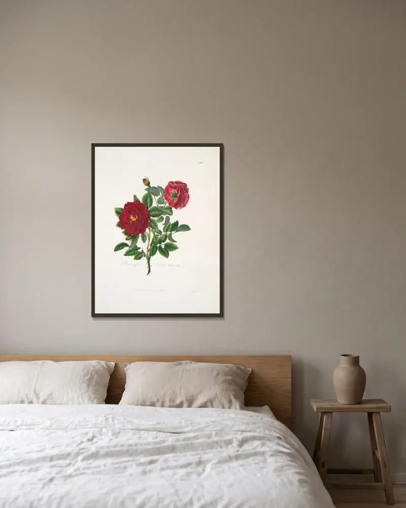 Rosa centifolia av Mary Lawrance inramad på en vägg