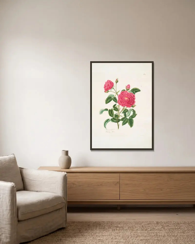 Rosa centifolia2 av Mary Lawrance inramad på en vägg