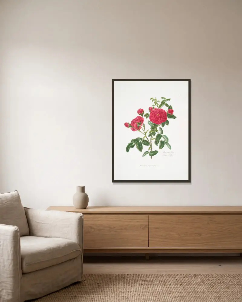 Rosa centifolia3 av Mary Lawrance inramad på en vägg