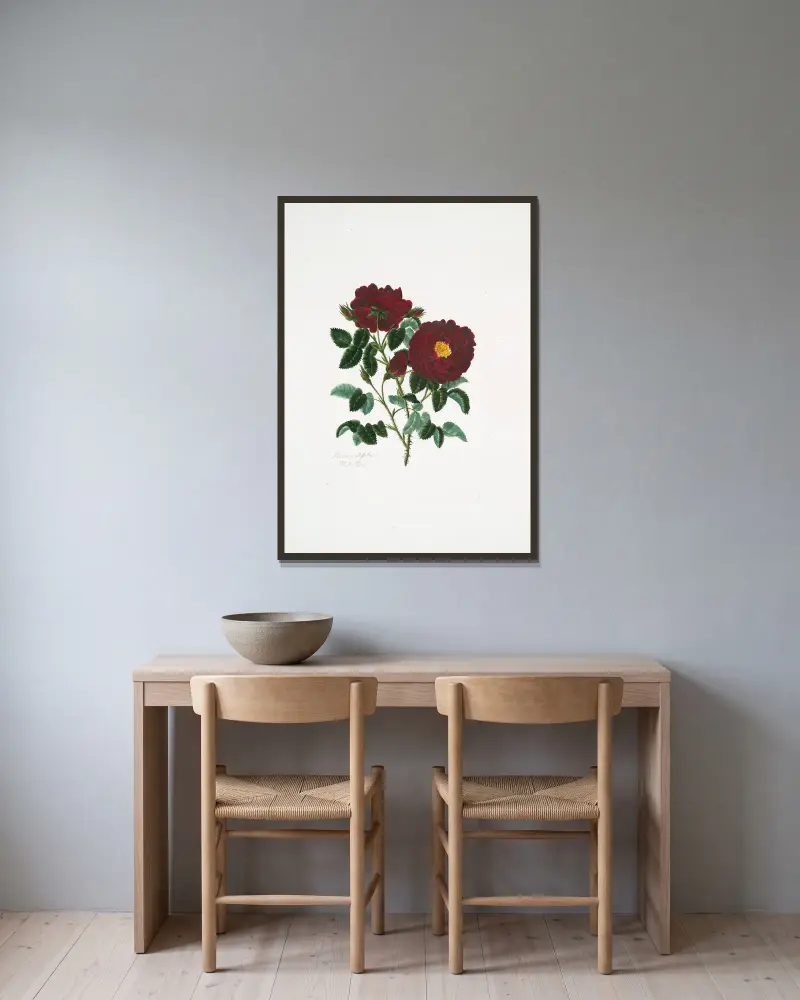 Rosa centifolia4 av Mary Lawrance inramad på en vägg