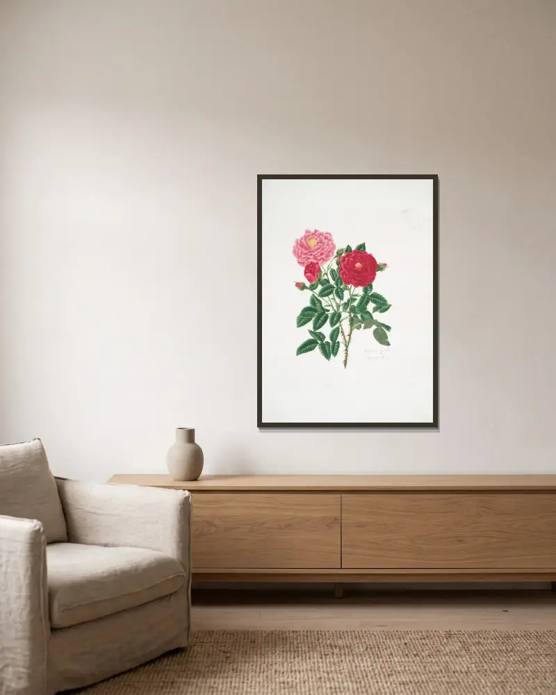 Rosa centifolia6 av Mary Lawrance inramad på en vägg