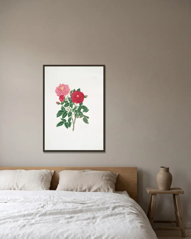 Rosa centifolia6 av Mary Lawrance inramad på en vägg