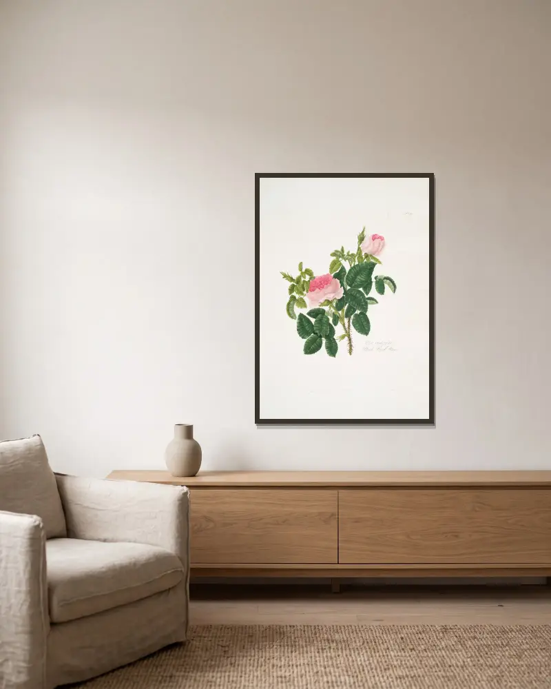 Rosa centifolia7 av Mary Lawrance inramad på en vägg