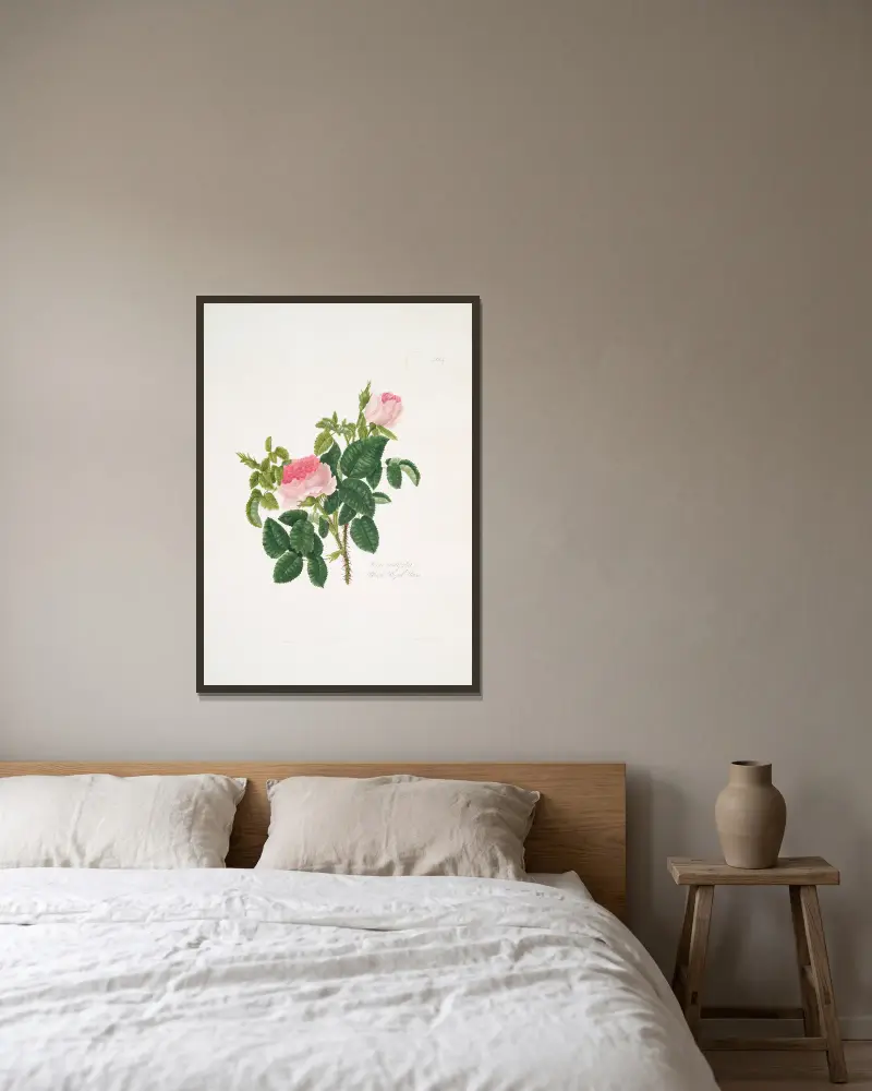 Rosa centifolia7 av Mary Lawrance inramad på en vägg
