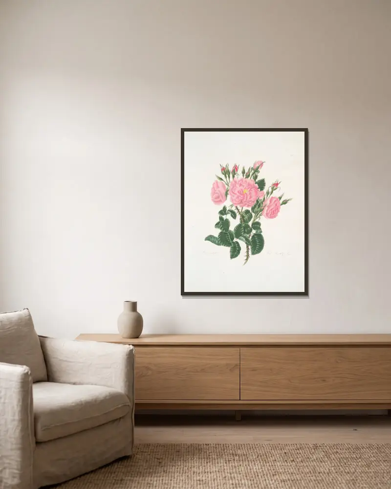 Rosa damascena av Mary Lawrance inramad på en vägg
