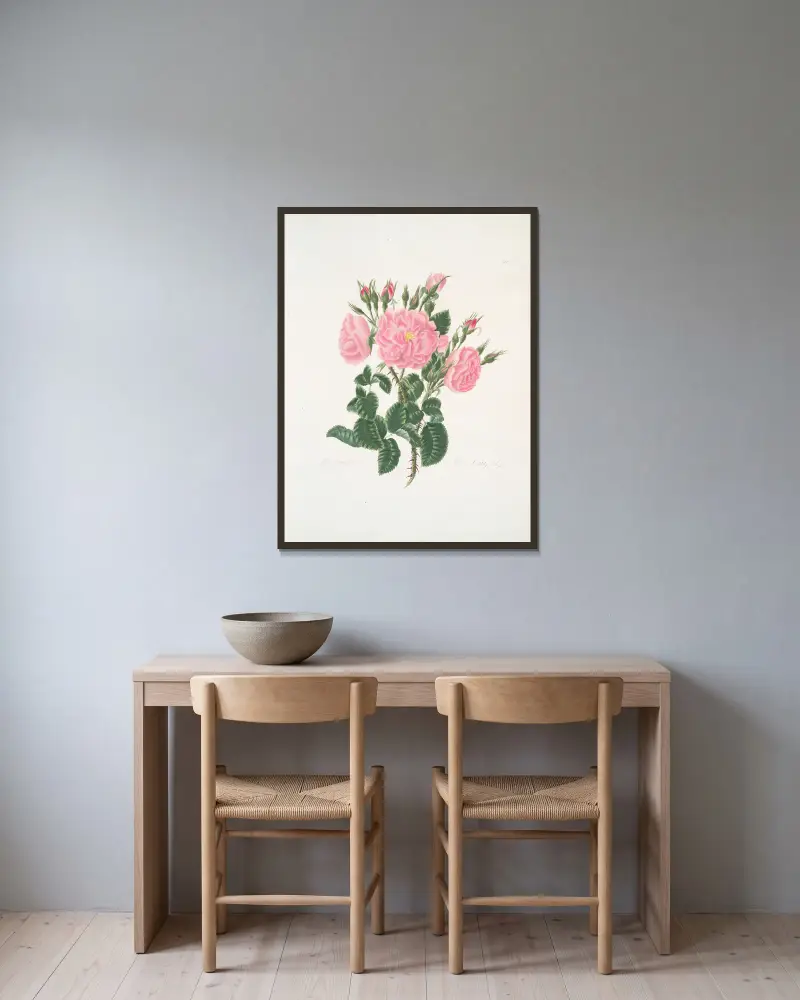 Rosa damascena av Mary Lawrance inramad på en vägg