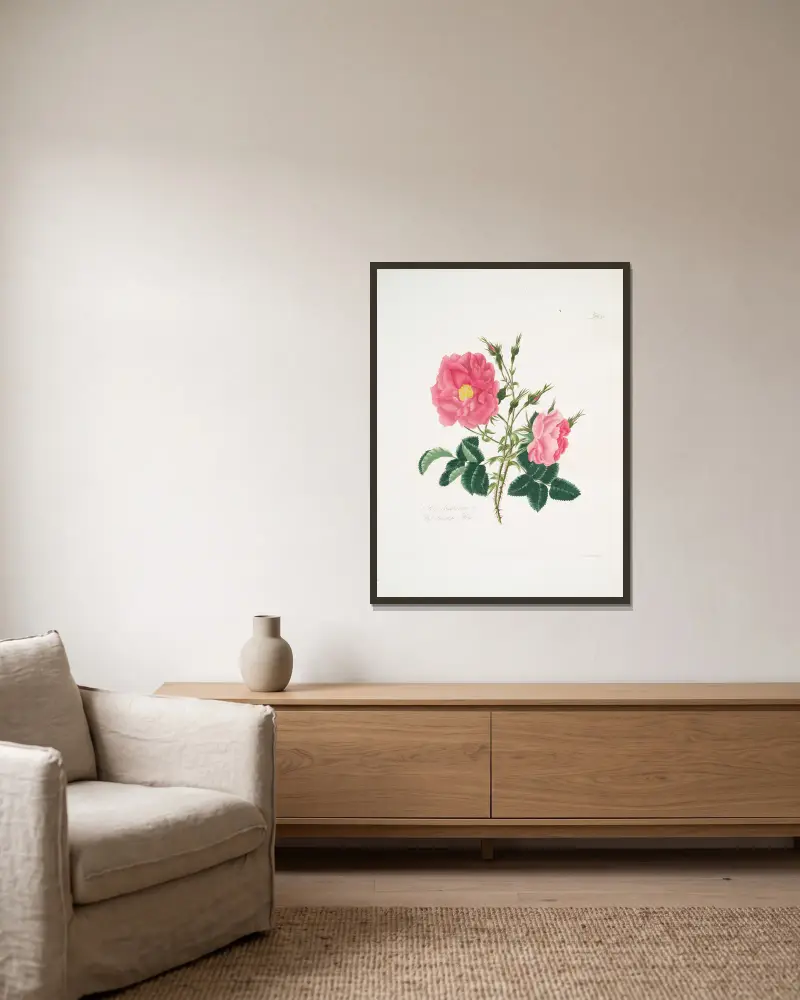 Rosa damascena4 av Mary Lawrance inramad på en vägg