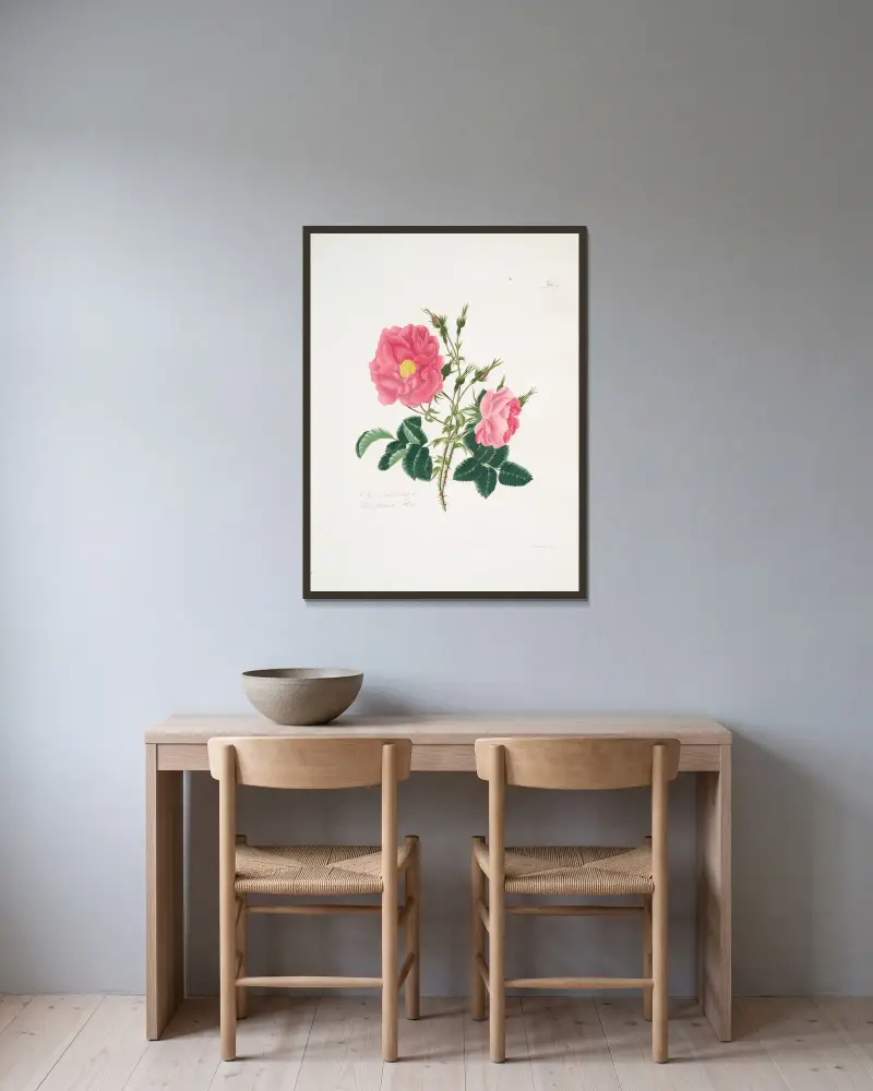 Rosa damascena4 av Mary Lawrance inramad på en vägg