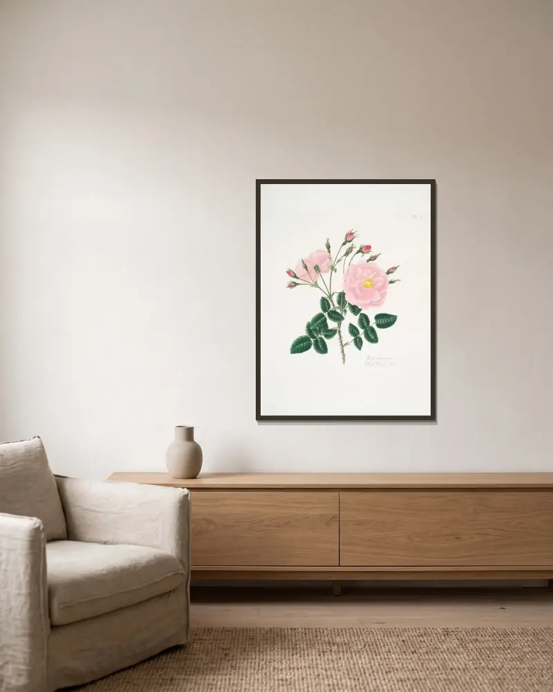 Rosa damascena, 1799 – Nr. 2 von Mary Lawrance gerahmt an einer Wand