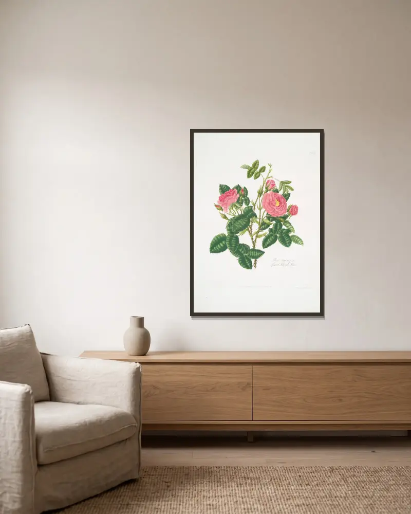 Rosa damascena6 av Mary Lawrance inramad på en vägg