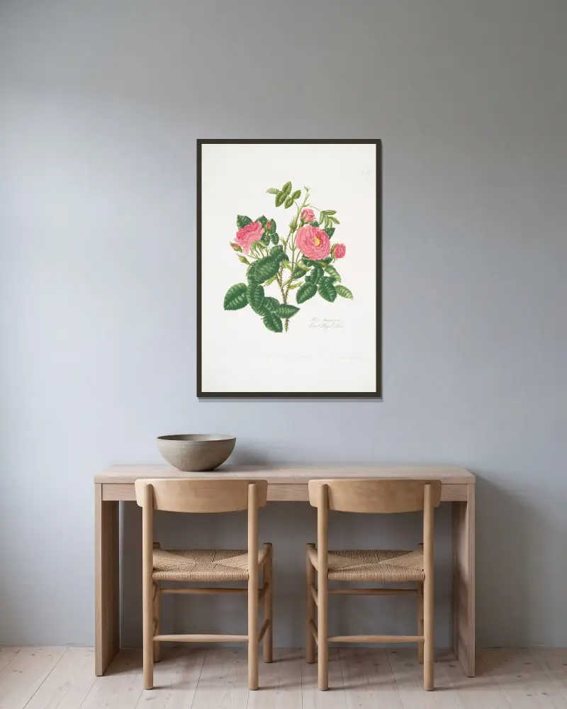 Rosa damascena6 av Mary Lawrance inramad på en vägg