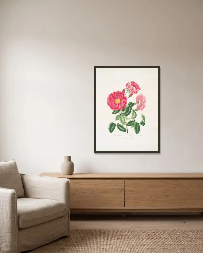 Rosa gallica. av Mary Lawrance inramad på en vägg