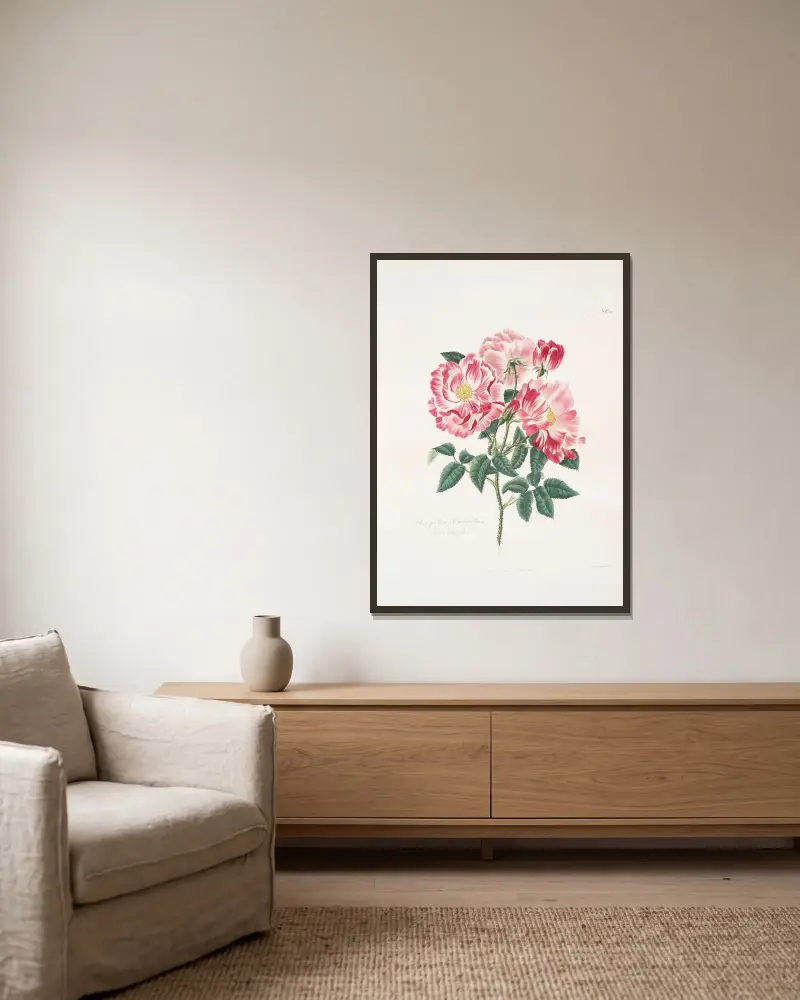 Rosa gallica-versicolor av Mary Lawrance inramad på en vägg