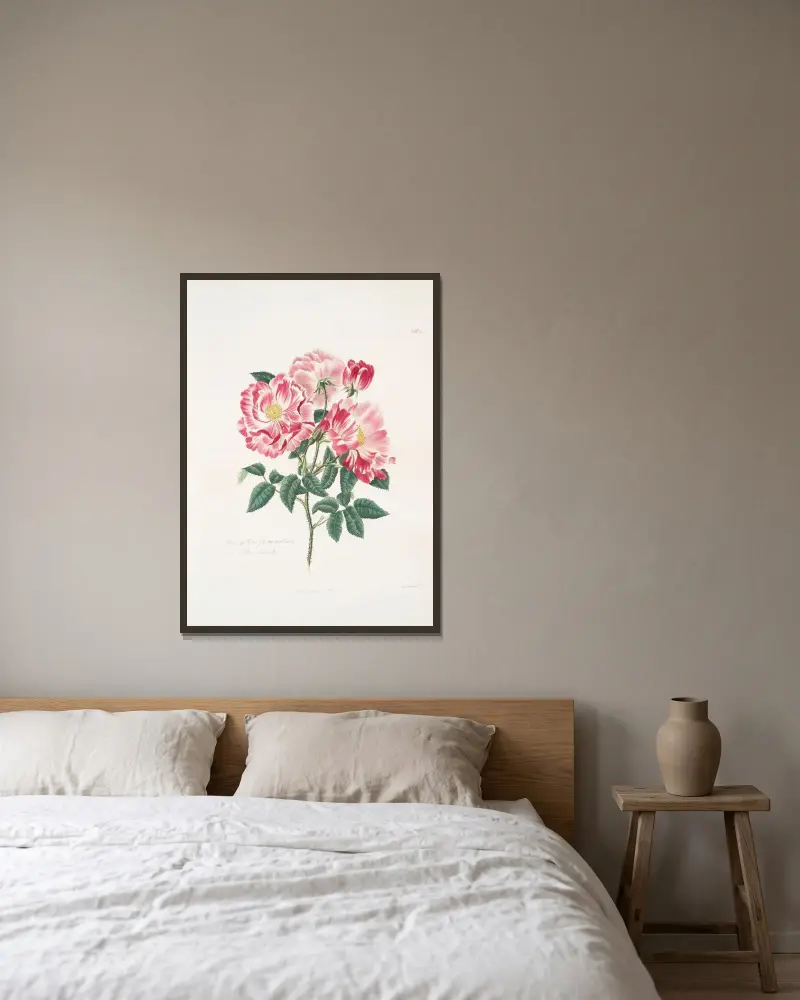Rosa gallica-versicolor av Mary Lawrance inramad på en vägg